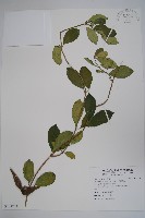 印度武靴藤藏品圖，第1張