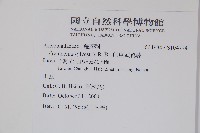 印度武靴藤藏品圖，第2張