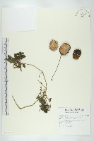 斑花青牛膽藏品圖，第1張