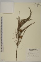 木麻黃藏品圖，第1張