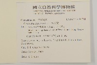 木麻黃藏品圖，第2張