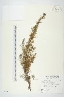 菟絲子藏品圖，第1張