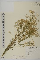 光莖飛蓬藏品圖，第1張