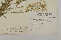 光莖飛蓬藏品圖，第2張