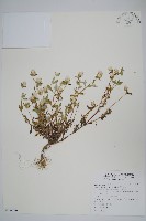 假千日紅藏品圖，第1張