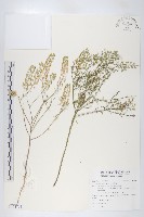 獨行菜藏品圖，第1張