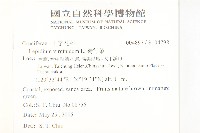 獨行菜藏品圖，第2張