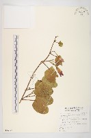 馬鞍藤藏品圖，第1張