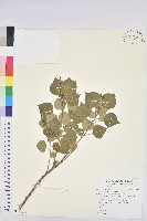 烏臼藏品圖，第1張