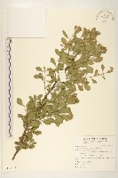 鯽魚膽、闊苞菊藏品圖，第1張