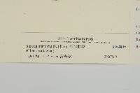 裸花鹼蓬藏品圖，第3張