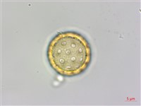 裸花鹼蓬藏品圖，第3張