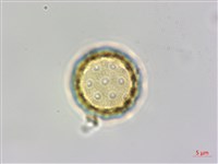 裸花鹼蓬藏品圖，第4張