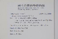 狗尾草藏品圖，第2張