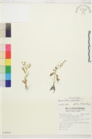 石龍芮藏品圖，第1張