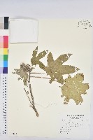 蓖麻藏品圖，第1張