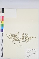 小葉大戟藏品圖，第1張