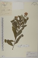 大刺兒菜藏品圖，第1張