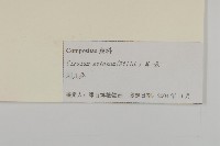 大刺兒菜藏品圖，第3張