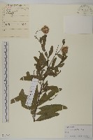 大刺兒菜藏品圖，第1張