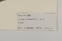 大刺兒菜藏品圖，第3張