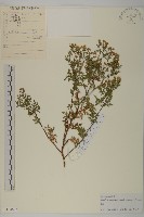 亞菊藏品圖，第1張