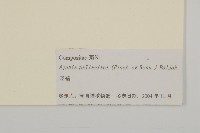 亞菊藏品圖，第3張