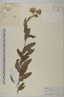 大刺兒菜藏品圖，第1張