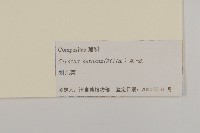 大刺兒菜藏品圖，第3張