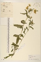 線葉旋覆花藏品圖，第1張