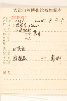 線葉旋覆花藏品圖，第2張