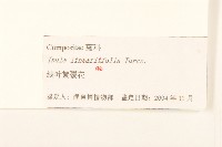 線葉旋覆花藏品圖，第3張