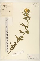 線葉旋覆花藏品圖，第1張