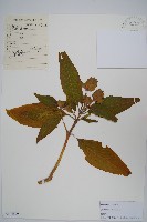 白珊瑚、鴨嘴花藏品圖，第1張