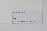 白珊瑚、鴨嘴花藏品圖，第2張