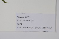 元寶槭藏品圖，第2張