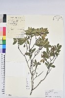 照白杜鵑藏品圖，第1張