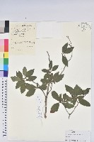 迎紅杜鵑藏品圖，第1張