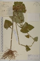 東風菜藏品圖，第1張