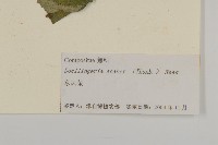 東風菜藏品圖，第3張