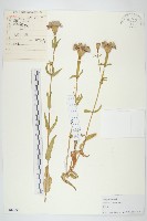 百日菊藏品圖，第1張