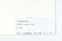 百日菊藏品圖，第3張
