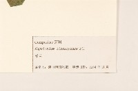 林氏澤蘭藏品圖，第3張