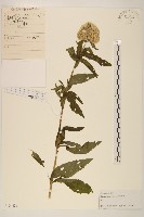 林氏澤蘭藏品圖，第1張