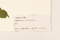 林氏澤蘭藏品圖，第3張