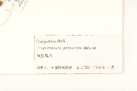 腺梗豨薟藏品圖，第3張