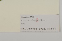 水蒿藏品圖，第3張