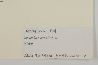 狗筋蔓藏品圖，第3張