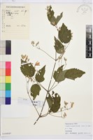 粗齒鐵線蓮藏品圖，第1張