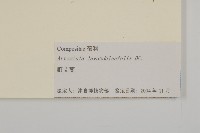野艾蒿藏品圖，第3張